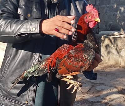 pure lakaha Aseel bangam