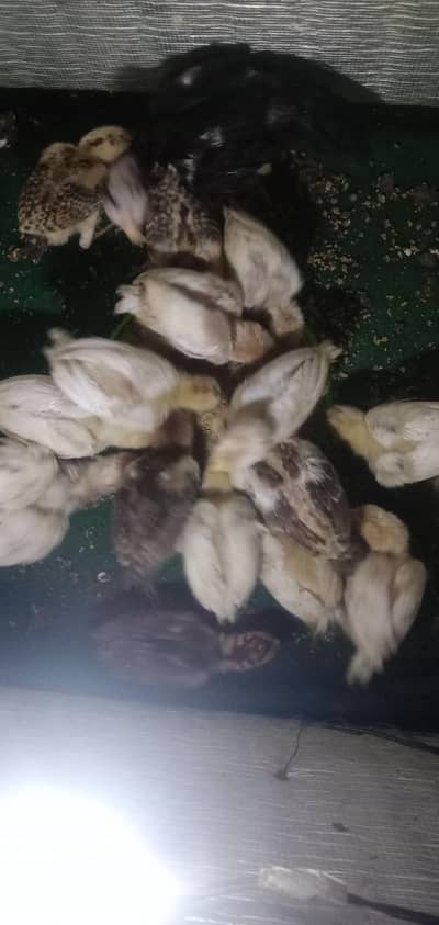 2 months  indian parrot beak chicks for sale details 03439063395