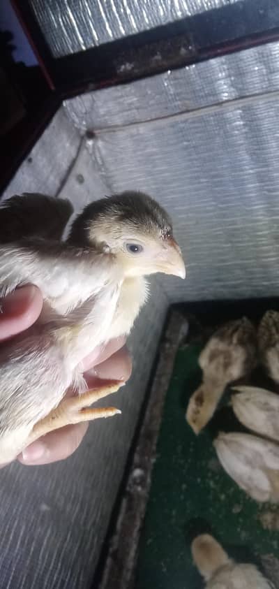 2 months  indian parrot beak chicks for sale details 03439063395