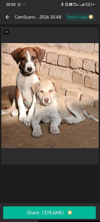 Afghan kuchi Puppies for sale