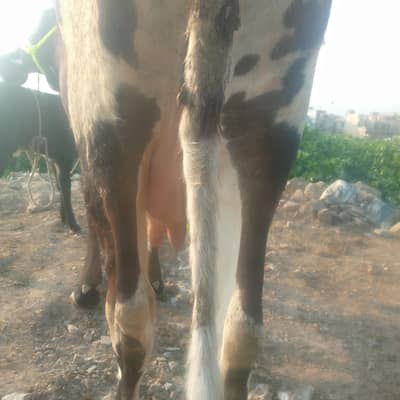 Tazi cow for sale