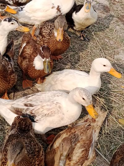 duck  for sale new rless two years anda protection