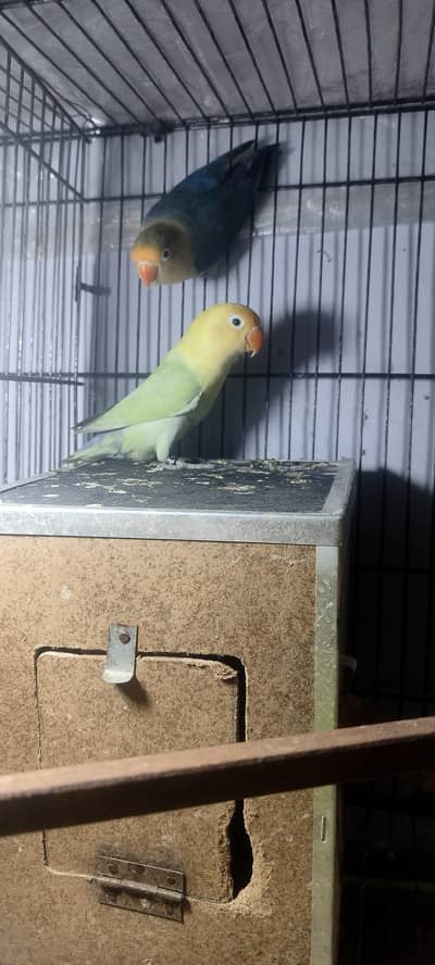 breeder pair for sale