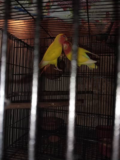 lovebird for sale
