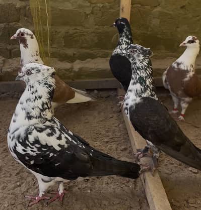 Fancy Sherazi Mix Pigeon urgent Sale