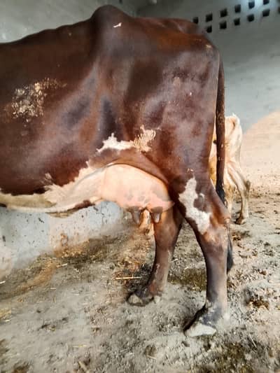 cow for sell
