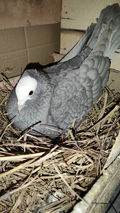 Kantakash Black or silver mukkhi for sale