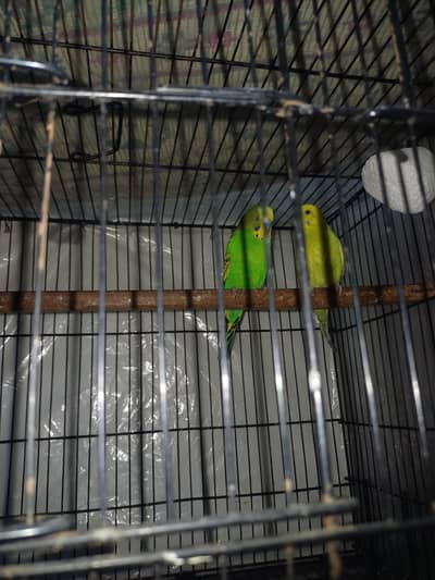 Austurlian Breeder pair with egg