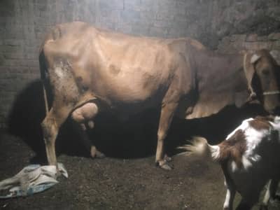 karas cow ghbn teaar ha