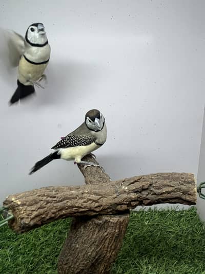 Owl finch breeder pair