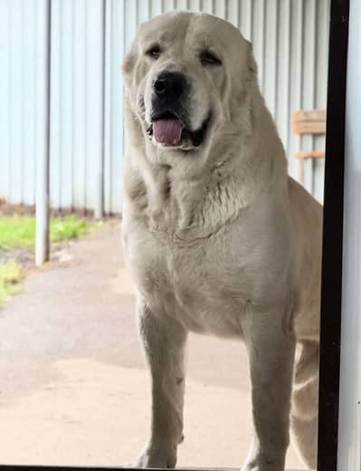 Alabai big boy for stud available only in kashmir just stud not for sl