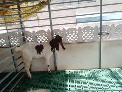 Bakra and Bakri