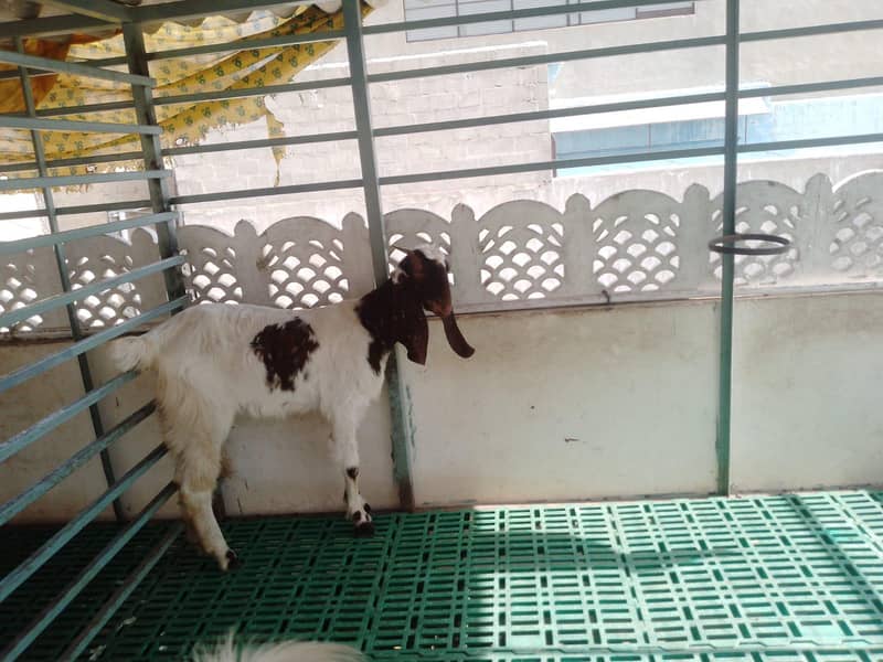 Active Bakri 0