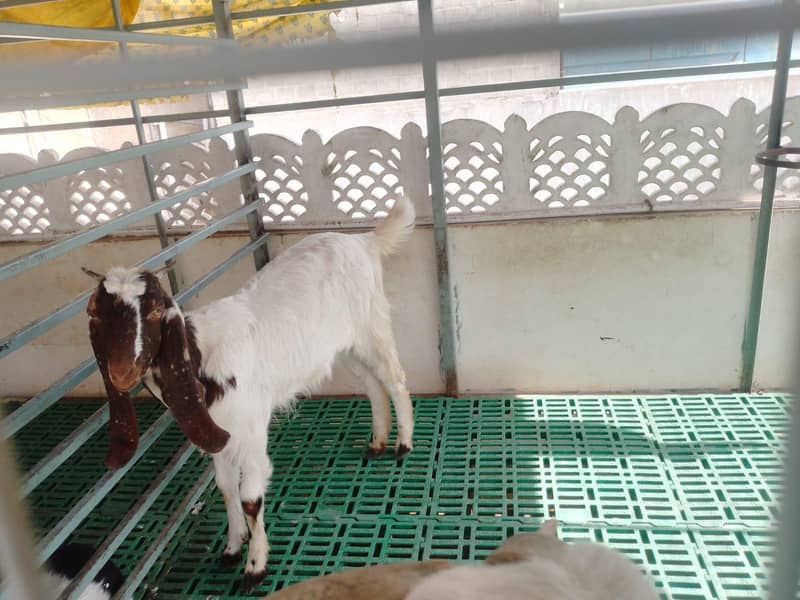 Active Bakri 1