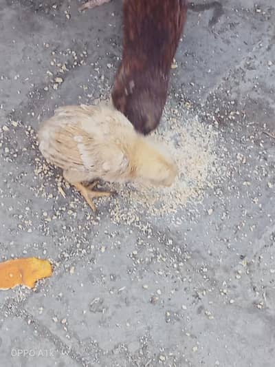 1 Hen 5 chicks (Mianwali)