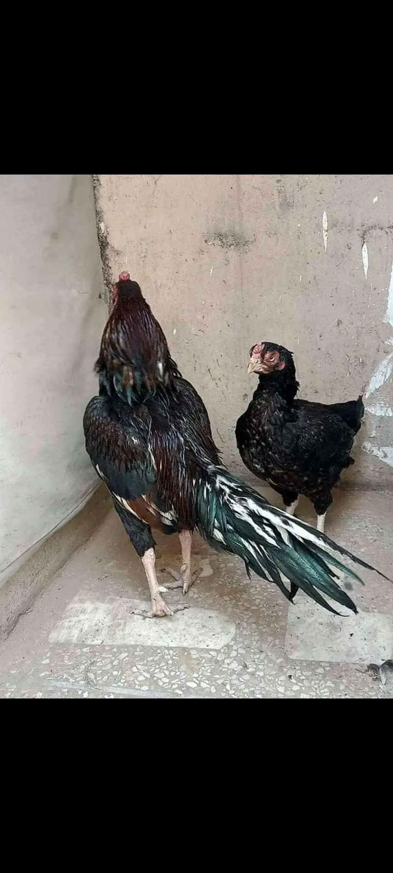 Amroha Breed — photo 2