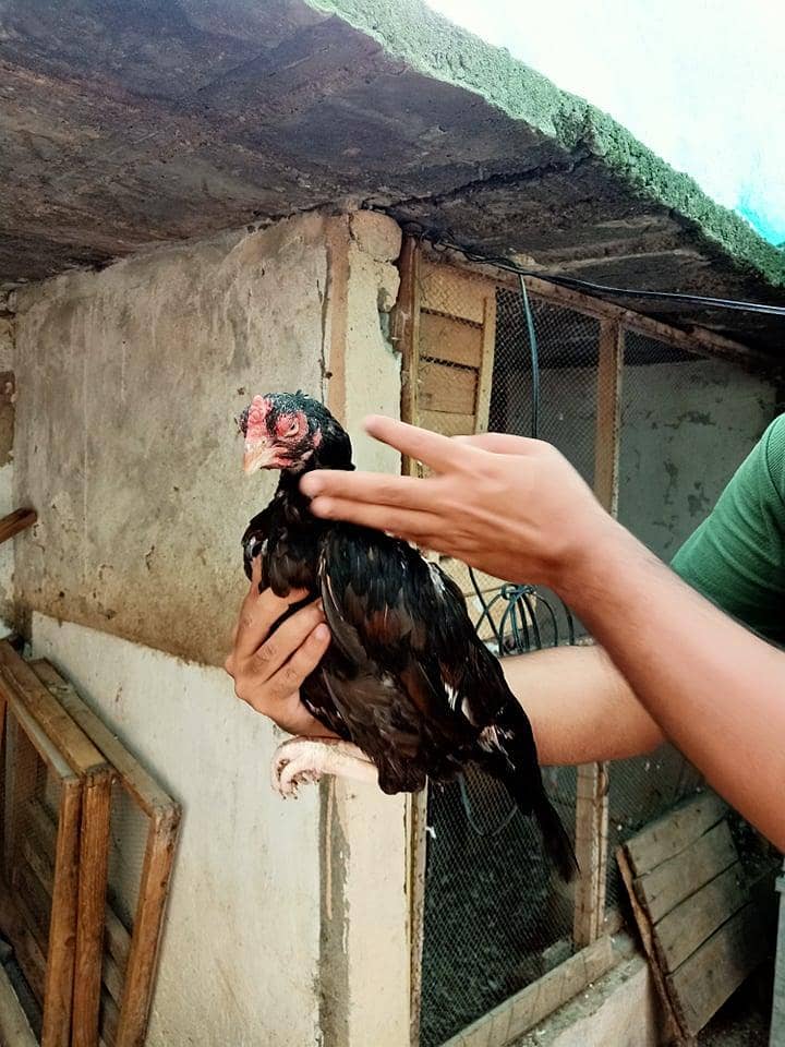 Amroha Breed Hens 6