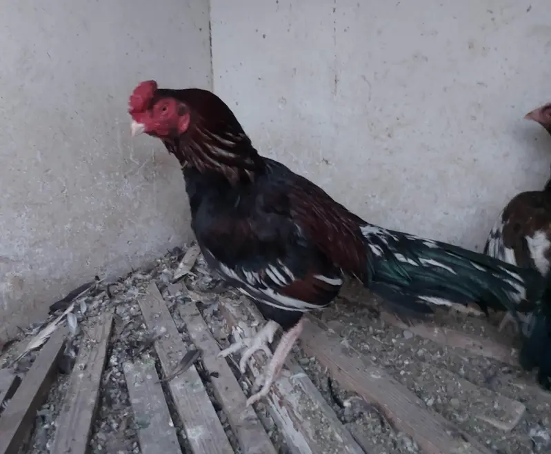 Amroha Breed — photo 4
