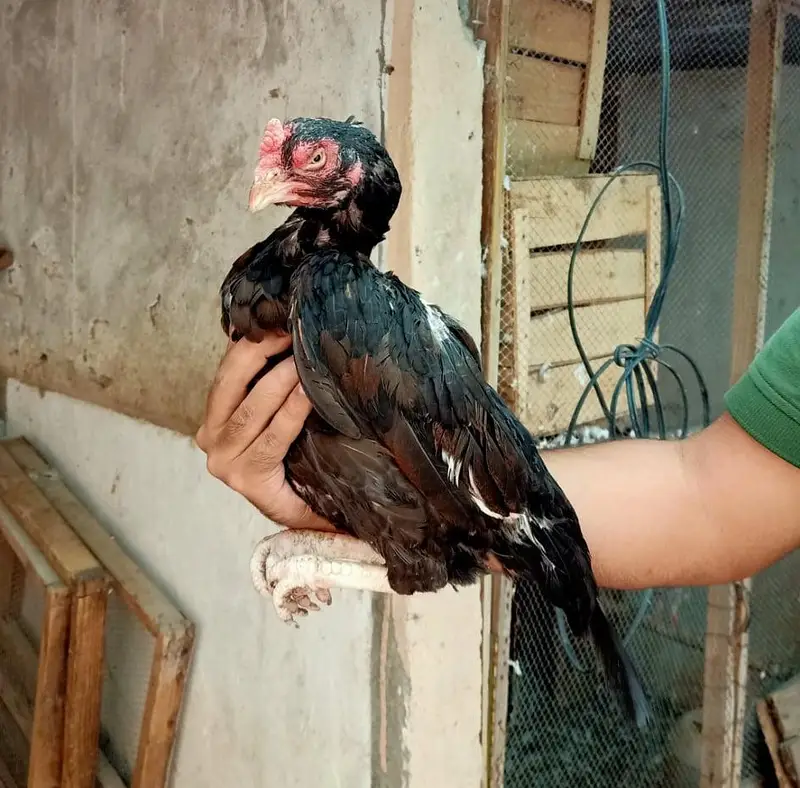 Amroha Breed — photo 5