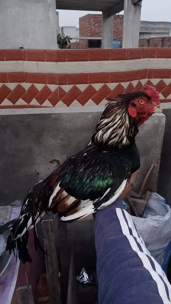Amroha Breed — photo 6