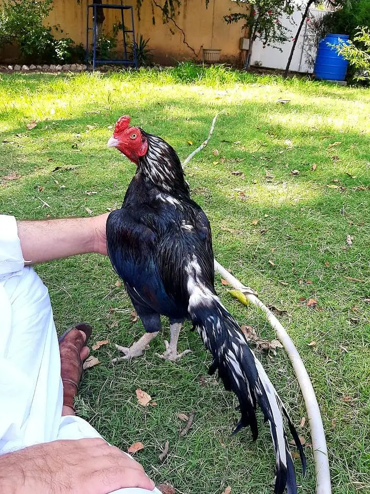 Amroha Breed — photo 7