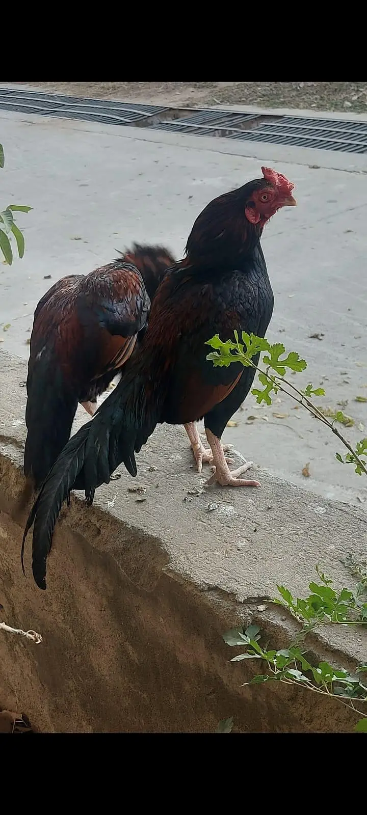 Amroha Breed — photo 8