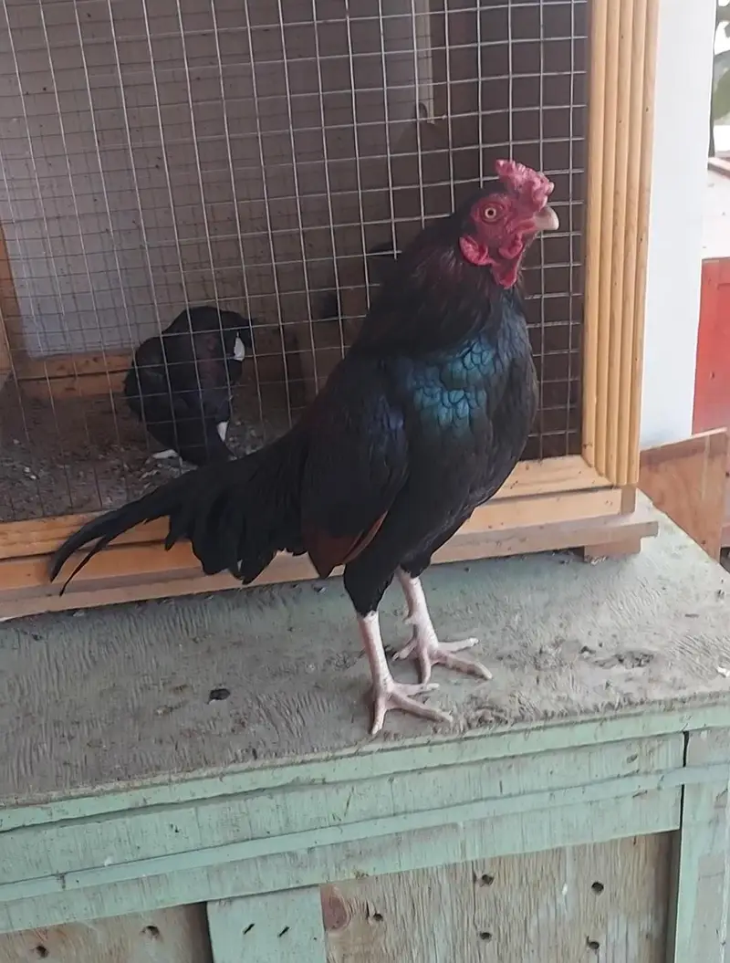 Amroha Breed — photo 9