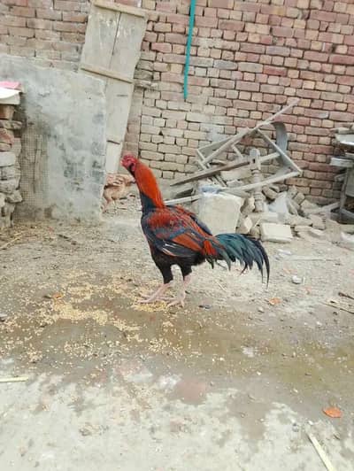 Aseel murga for sale. my WhatsApp number 0322*010*5633