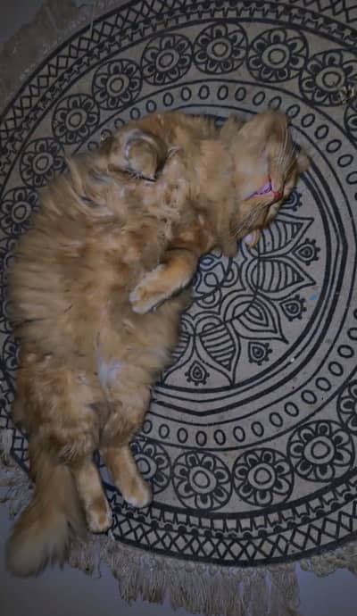 Punch face male Persian cat