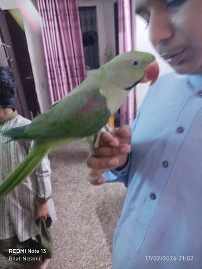 pahari alexander parrot jumbo