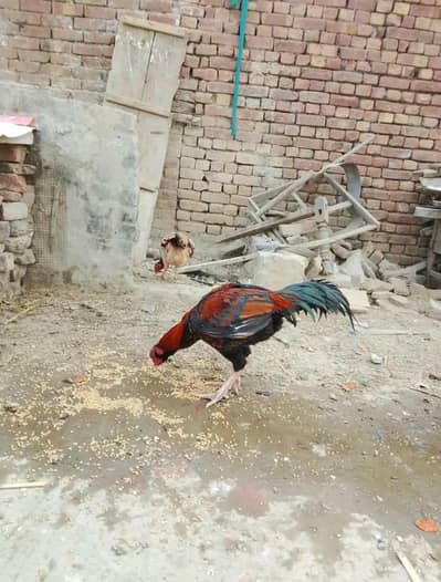 Aseel murga for sale my WhatsApp number 0322*010*5633