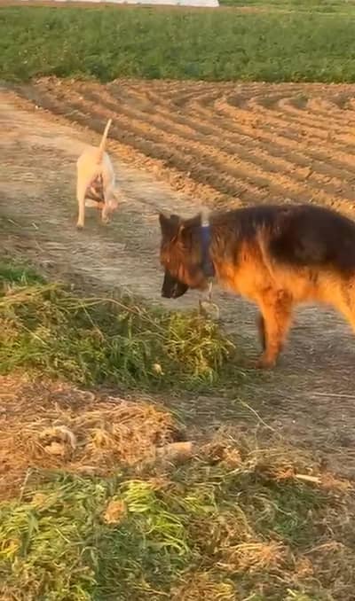 German shepherd (Brownish black)