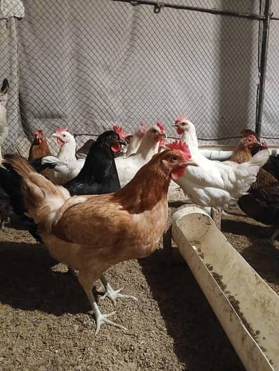 Fresh egg laying hens available.