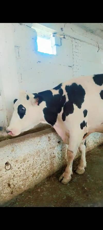 Pure American And Freezian Cows