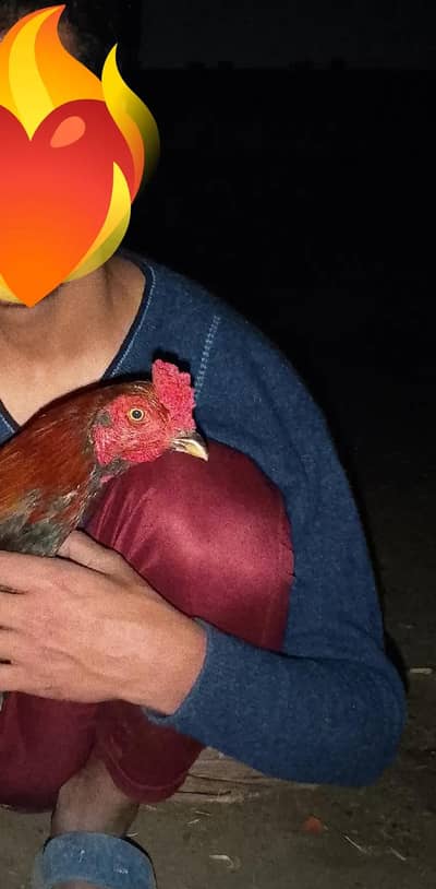 brider full karas available