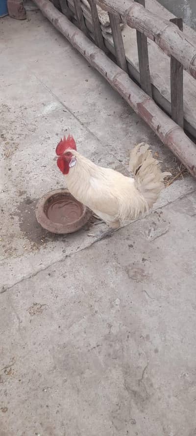 Jawa + Golden missiri  pure White Male Hen for sale.