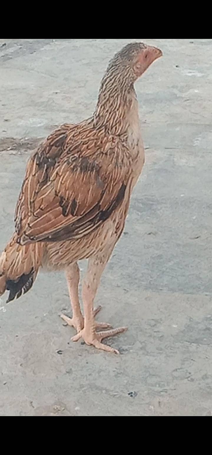 اصیل مادی مرغی میانوالی نسل فار سیل ہے 1