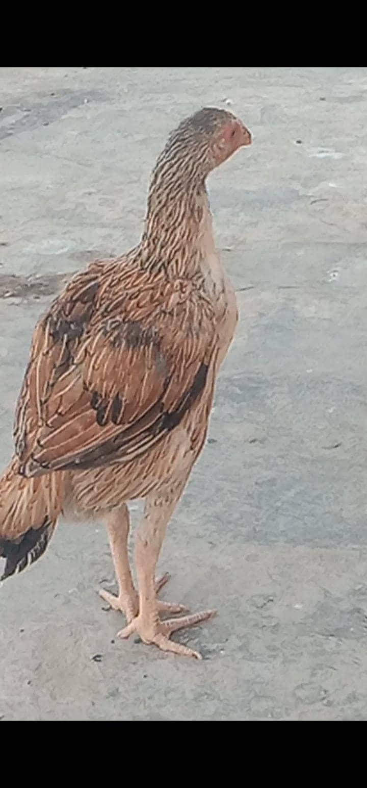 اصیل مادی مرغی میانوالی نسل فار سیل ہے 2