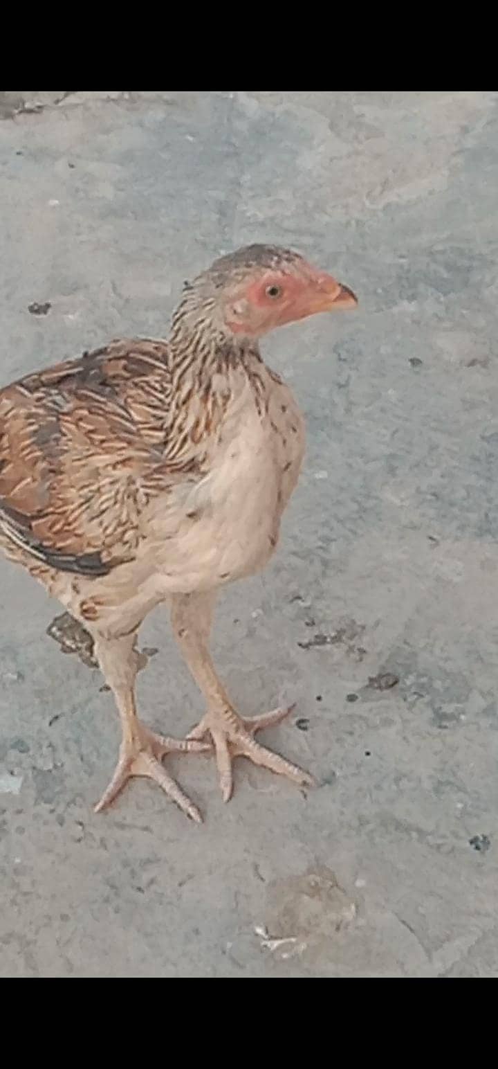 اصیل مادی مرغی میانوالی نسل فار سیل ہے 3