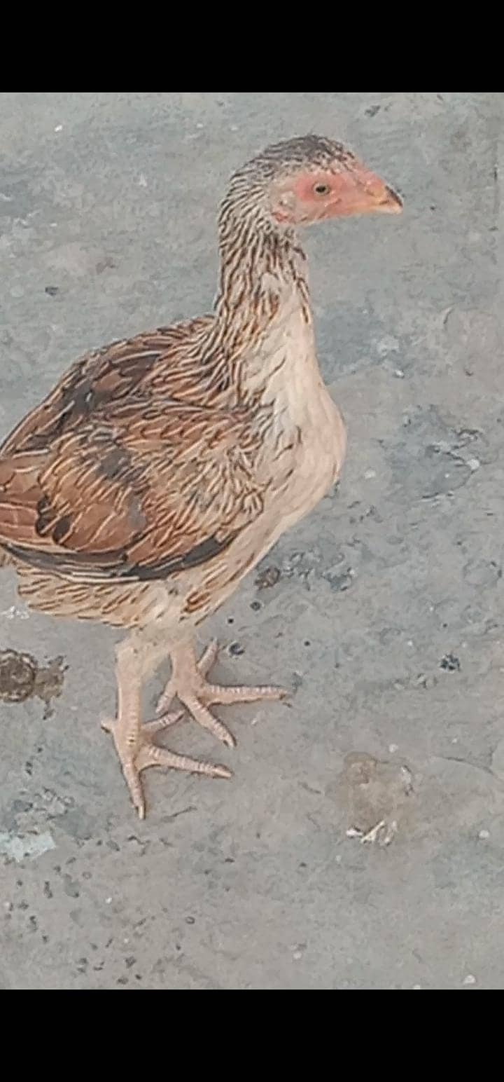 اصیل مادی مرغی میانوالی نسل فار سیل ہے 4