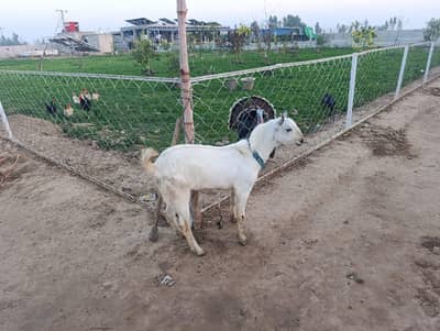 adult male for breeding barbari goats  ,short highted
