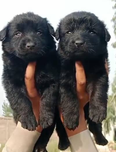 German Shepherd puppies for sale