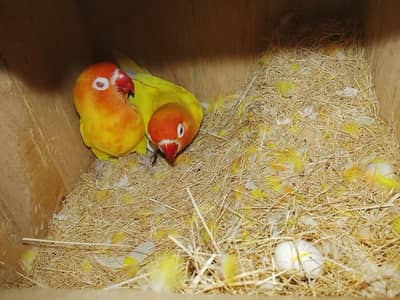 lutino albino love bird red eyes.  breeder pair