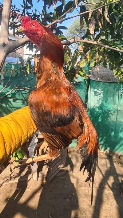 rooster peela zahreela aseel patha urgent for sale