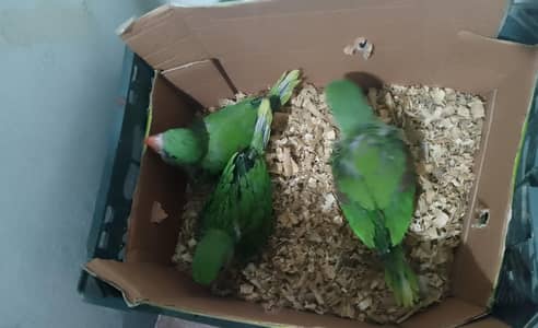 I Am selling my raw baby parrot. CONTACT no 03305207405