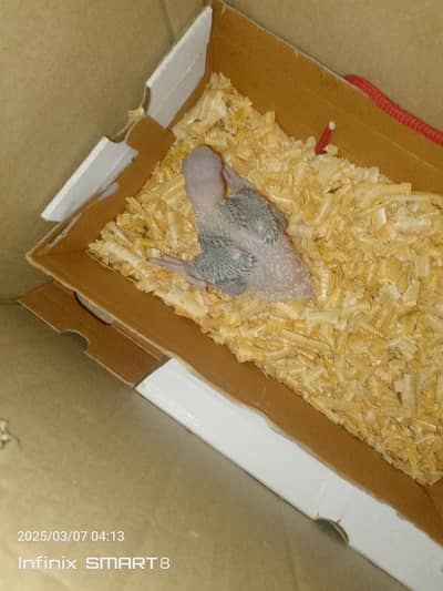 I Am selling my raw baby parrot. CONTACT no 03305207405