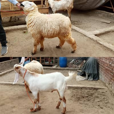 bakra for sale in Gujranwala 03188305150 only whatsapp