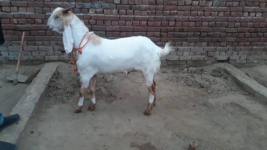 bakra for sale in Gujranwala 03188305150 only whatsapp