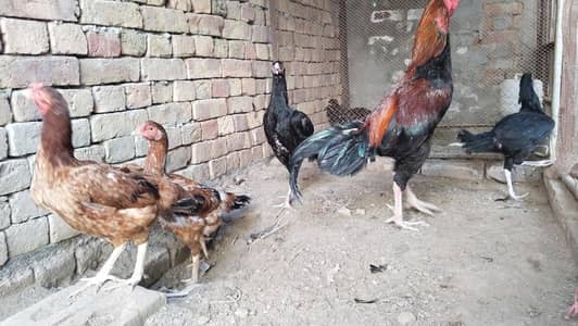 1 male 4 female for sale