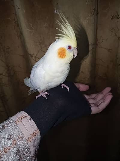 Handtame Jumbo Cocktail - Grab It Know - Only 1 Pair Left